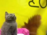 Lilac British Shorthair Yavrular