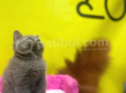 Lilac British Shorthair Yavrular görsel