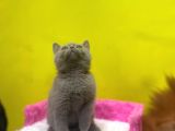Lilac British Shorthair Yavrular