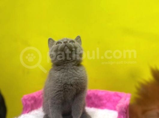 Lilac British Shorthair Yavrular görsel