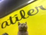Lilac British Shorthair Yavrular
