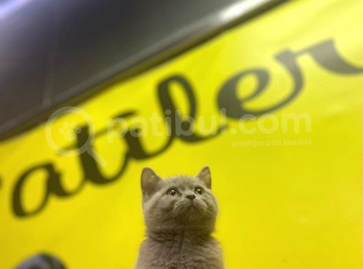 Lilac British Shorthair Yavrular görsel