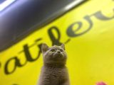 Lilac British Shorthair Yavrular