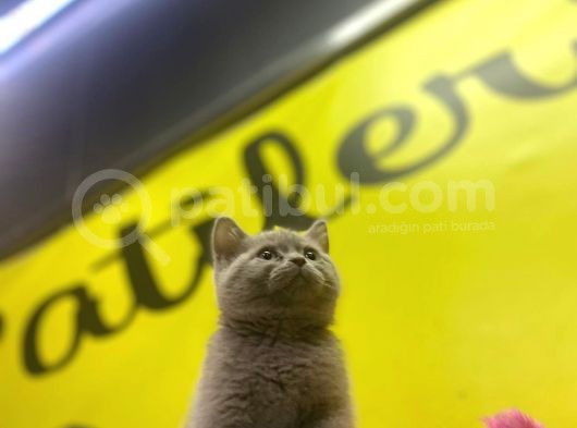 Lilac British Shorthair Yavrular görsel