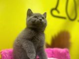 Lilac British Shorthair Yavrular