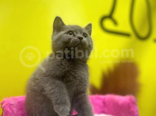 Lilac British Shorthair Yavrular görsel