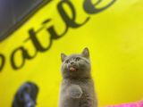 Lilac British Shorthair Yavrular