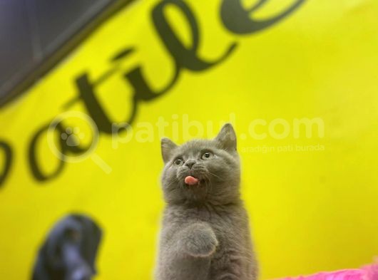 Lilac British Shorthair Yavrular