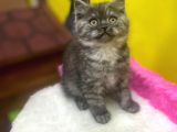Ender Renklerde Black Smoke British Shorthair Yavruları
