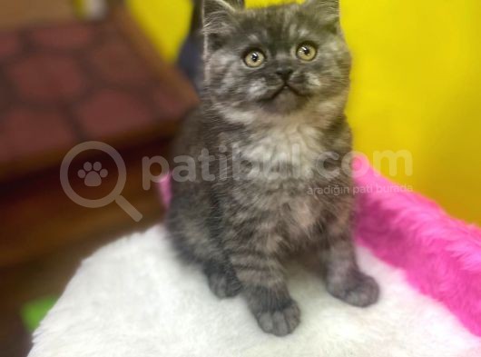 Ender Renklerde Black Smoke British Shorthair Yavruları görsel