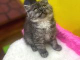 Ender Renklerde Black Smoke British Shorthair Yavruları