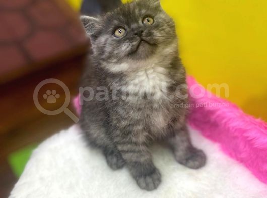 Ender Renklerde Black Smoke British Shorthair Yavruları görsel
