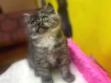 Ender Renklerde Black Smoke British Shorthair Yavruları