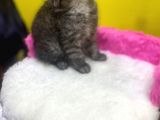 Ender Renklerde Black Smoke British Shorthair Yavruları