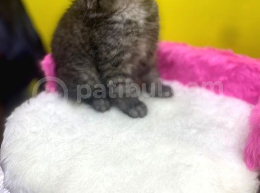 Ender Renklerde Black Smoke British Shorthair Yavruları görsel