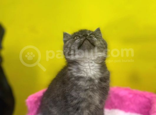 Ender Renklerde Black Smoke British Shorthair Yavruları görsel