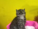 Ender Renklerde Black Smoke British Shorthair Yavruları