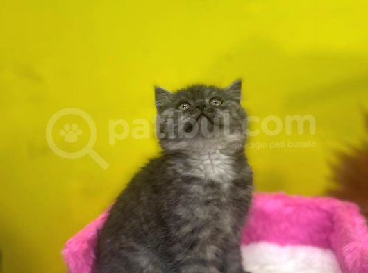 Ender Renklerde Black Smoke British Shorthair Yavruları görsel