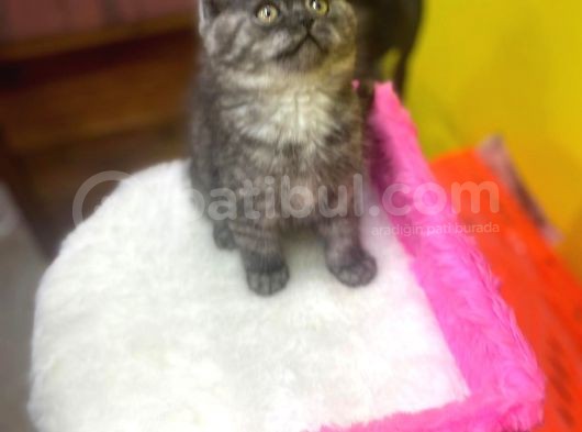 Ender Renklerde Black Smoke British Shorthair Yavruları görsel