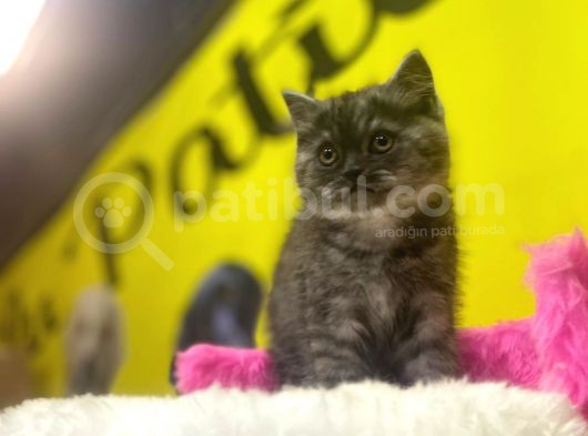 Ender Renklerde Black Smoke British Shorthair Yavruları