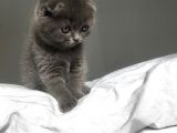 Show Kalite Sıfır Kulak Top Kafa Scottish Fold Yavruları