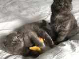 Show Kalite Sıfır Kulak Top Kafa Scottish Fold Yavruları