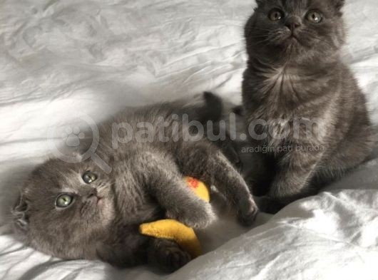 Show Kalite Sıfır Kulak Top Kafa Scottish Fold Yavruları görsel