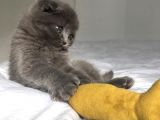Show Kalite Sıfır Kulak Top Kafa Scottish Fold Yavruları
