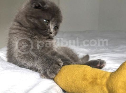 Show Kalite Sıfır Kulak Top Kafa Scottish Fold Yavruları görsel