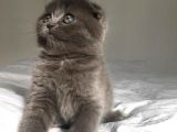 Show Kalite Sıfır Kulak Top Kafa Scottish Fold Yavruları