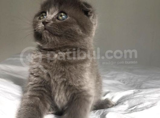 Show Kalite Sıfır Kulak Top Kafa Scottish Fold Yavruları