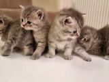 Anne British Shorthair Baba Scottish Straight.sevimli Ve Oyuncul Yavrular