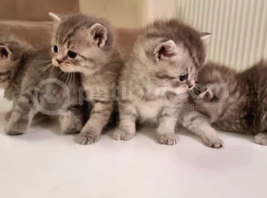 Anne British Shorthair Baba Scottish Straight.sevimli Ve Oyuncul Yavrular görsel