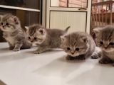 Anne British Shorthair Baba Scottish Straight.sevimli Ve Oyuncul Yavrular