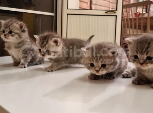 Anne British Shorthair Baba Scottish Straight.sevimli Ve Oyuncul Yavrular görsel