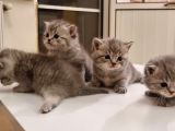 Anne British Shorthair Baba Scottish Straight.sevimli Ve Oyuncul Yavrular