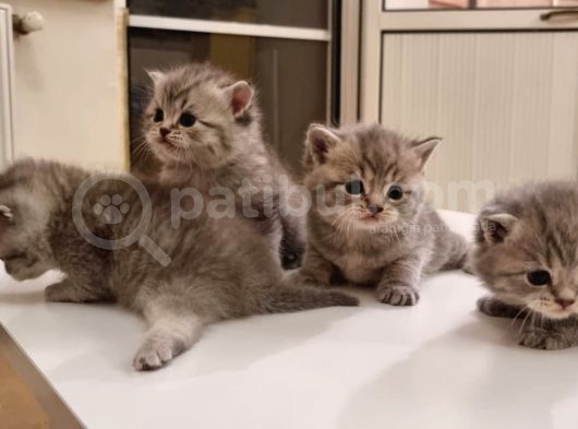 Anne British Shorthair Baba Scottish Straight.sevimli Ve Oyuncul Yavrular görsel