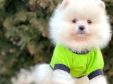 Safkan Pomeranian Boo Yavrularımız
