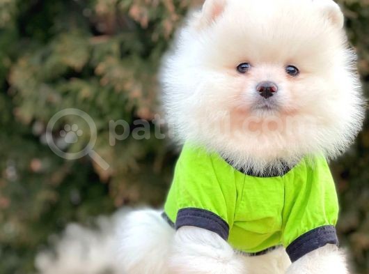 Safkan Pomeranian Boo Yavrularımız
