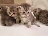 Anne British Shorthair Baba Scottish Straight.sevimli Ve Oyuncul Yavrular