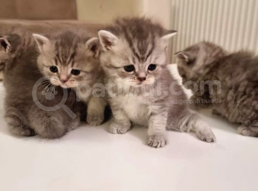 Anne British Shorthair Baba Scottish Straight.sevimli Ve Oyuncul Yavrular