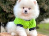 Safkan Pomeranian Boo Yavrularımız