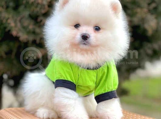 Safkan Pomeranian Boo Yavrularımız görsel