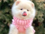 Safkan Pomeranian Boo Yavrularımız