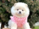 Safkan Pomeranian Boo Yavrularımız