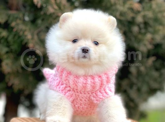 Safkan Pomeranian Boo Yavrularımız görsel