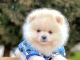 Safkan Pomeranian Boo Yavrularımız