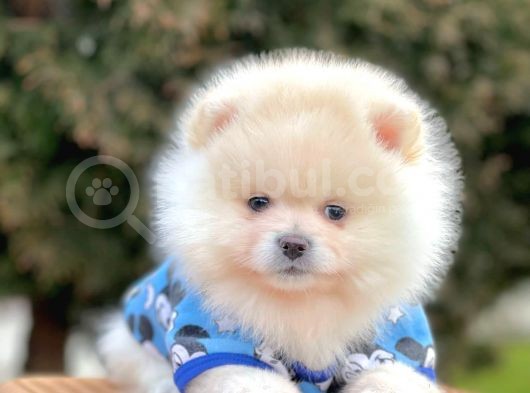 Safkan Pomeranian Boo Yavrularımız görsel