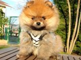 Satılık Pomeranian Boo Teddy Bear Yavrular