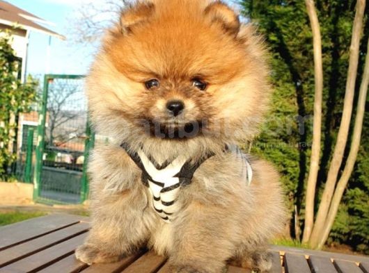 Satılık Pomeranian Boo Teddy Bear Yavrular görsel